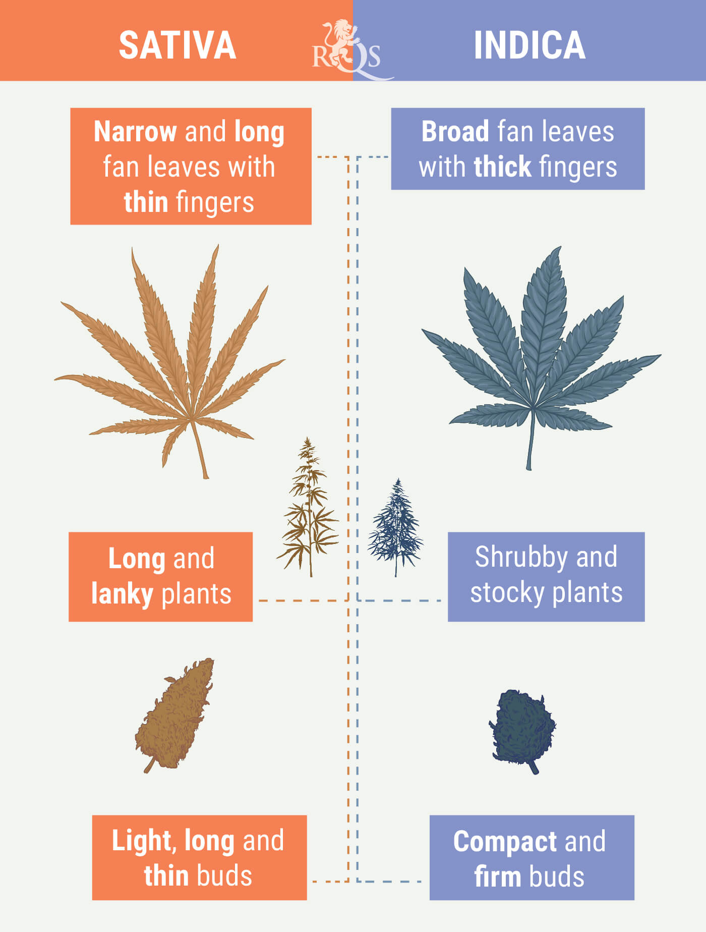 What Are The Difference Between Indica And Sativa Cannabis RQS Blog